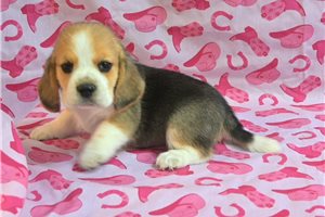 Sienna - Beagle for sale