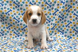 Enzo - Beagle for sale