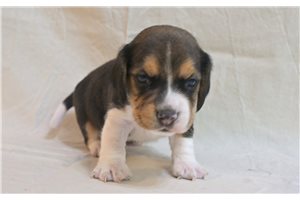 Graham - puppy for sale