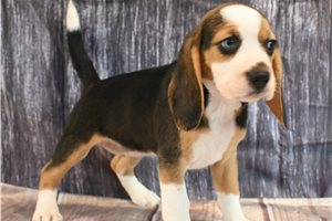 Magda - Beagle for sale