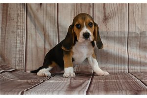Madeline - Beagle for sale