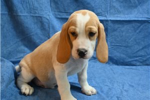 Emmett - Beagle for sale