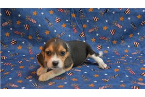 Hillary - Beagle for sale
