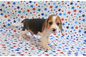 Nathaniel - Beagle for sale