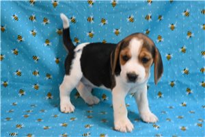 Bird - Beagle for sale
