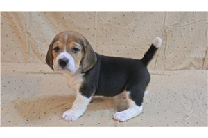 Elton - puppy for sale