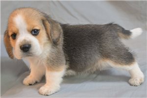 Sienna - puppy for sale