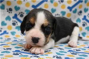 London - puppy for sale
