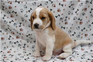Dante - Beagle for sale