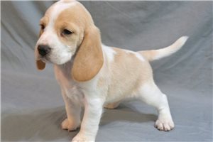 Shirley - Beagle for sale