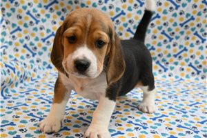 Elton - Beagle for sale