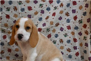Emmett - Beagle for sale