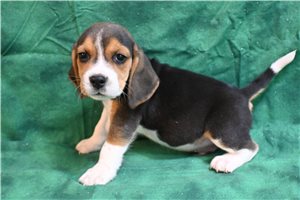 Roger - Beagle for sale
