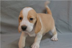 Sherman - Beagle for sale