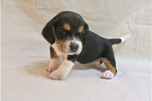 Galilea - puppy for sale