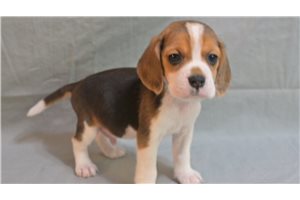 Nico - Beagle for sale