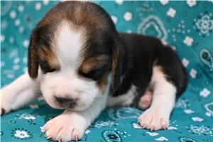 Bird - Beagle for sale