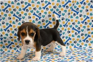 Roger - Beagle for sale