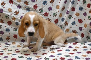 Dolly - Beagle for sale