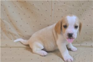 Enzo - puppy for sale