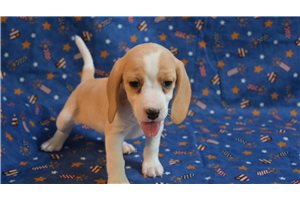 Hermione - Beagle for sale