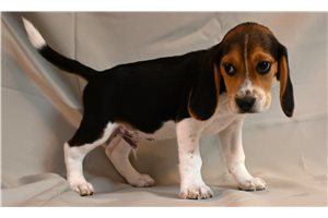 Felton - Beagle for sale