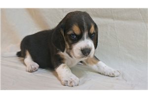 George - puppy for sale