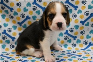 Lynx - puppy for sale