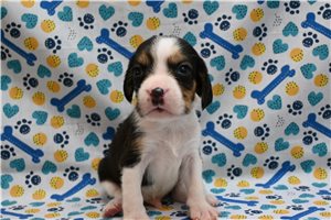 Leon - Beagle for sale