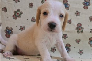 Gianna - Beagle for sale