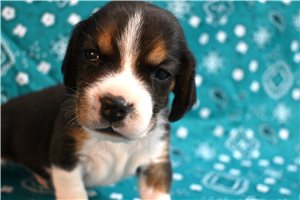 Roger - Beagle for sale