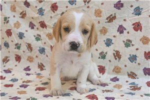Dolly - Beagle for sale