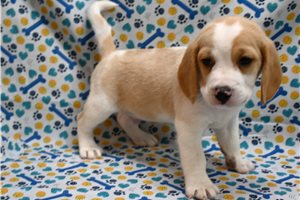 Emmett - Beagle for sale