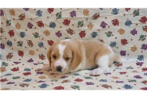 Dante - Beagle for sale