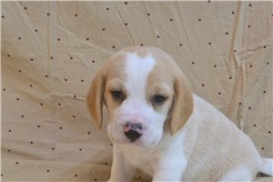 Emmett - Beagle for sale