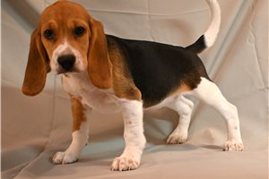 Velvet - Beagle for sale