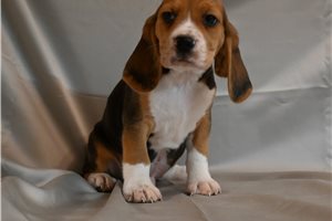 Maddox - Beagle for sale