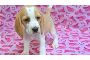 Sidney - Beagle for sale