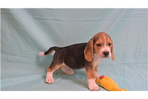 Ernie - Beagle for sale