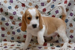 Enzo - Beagle for sale