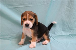 Ernie - Beagle for sale