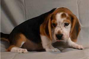 Wilson - Beagle for sale