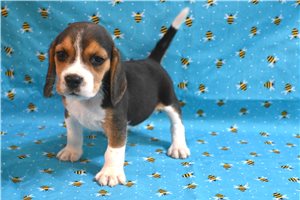 Roger - Beagle for sale