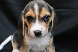 Lawrence - Beagle for sale