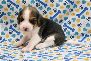 Lauren - puppy for sale