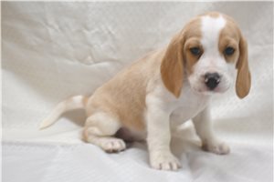Emmett - Beagle for sale