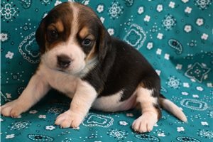 JoAnn - Beagle for sale