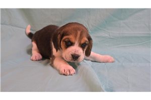 Giovanni - Beagle for sale