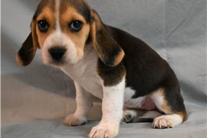 Vicky - Beagle for sale