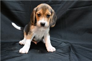 Link - Beagle for sale